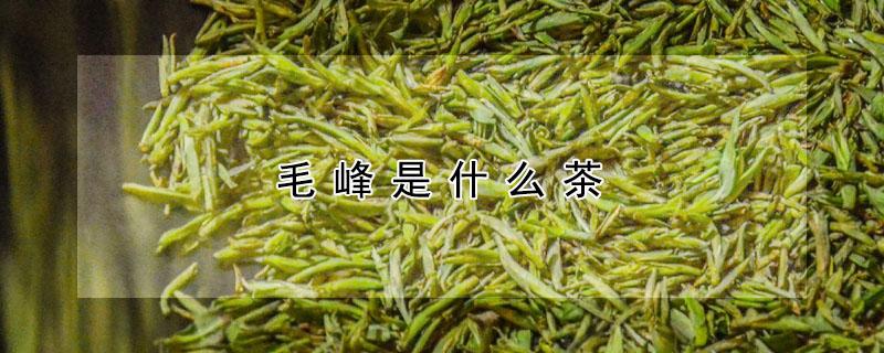 毛峰是什么茶 毛峰茶叶属于什么茶