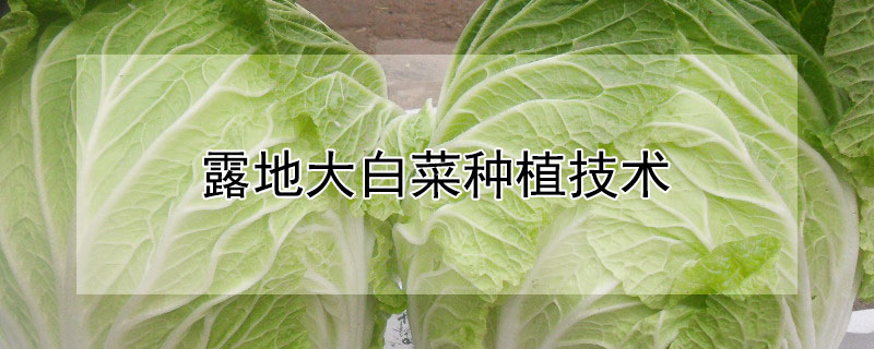 露地大白菜种植技术（露地大白菜种植技术视频）