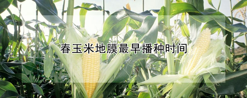 春玉米地膜最早播种时间（春玉米地膜最早播种温度）