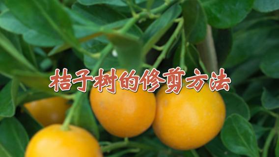 桔子树的修剪方法 桔子树的修剪方法是什么
