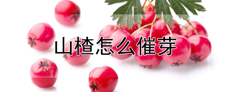 山楂怎么催芽（山楂催芽技术）