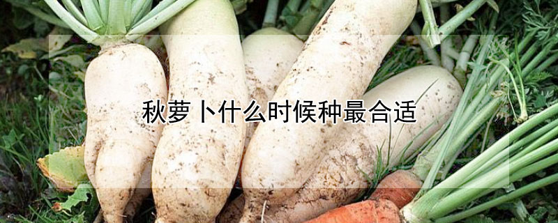 秋萝卜什么时候种最合适（秋萝卜什么时候种最好）