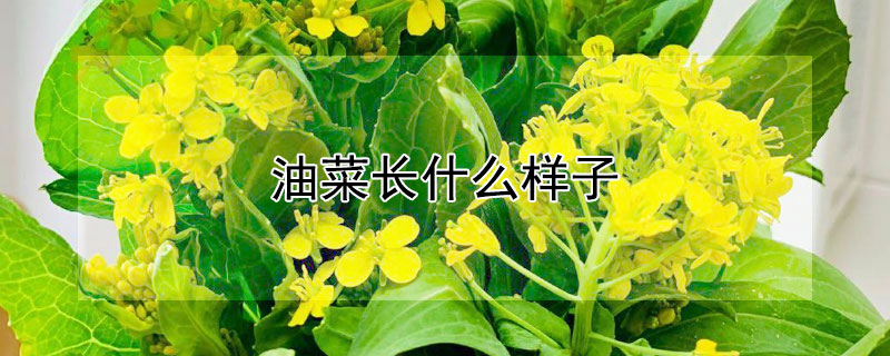 油菜长什么样子（上海青和油菜的区别,油菜长什么样子）
