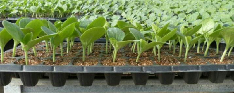 西瓜苗多久浇一次水 西瓜苗多久浇一次水比较好