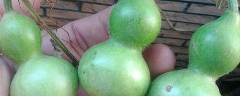 小葫芦种子的种植方法和时间（小葫芦种子的种植方法和时间）