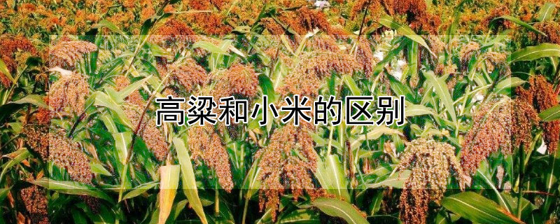 高粱和小米的区别 高粱和小米的区别在哪里