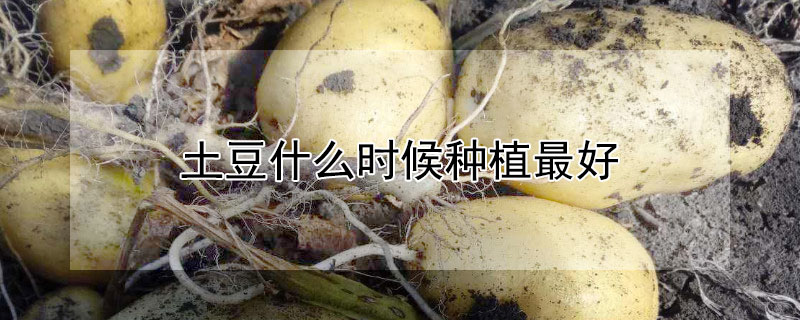 土豆什么时候种植最好（冬季土豆什么时候种植最好）
