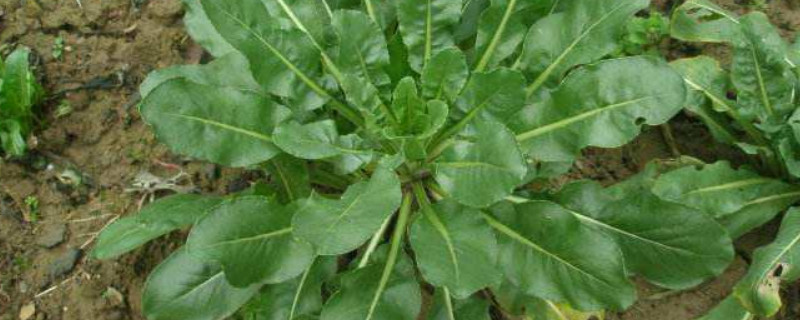 板蓝根种植多长时间收 板蓝根种植多长时间收获一次