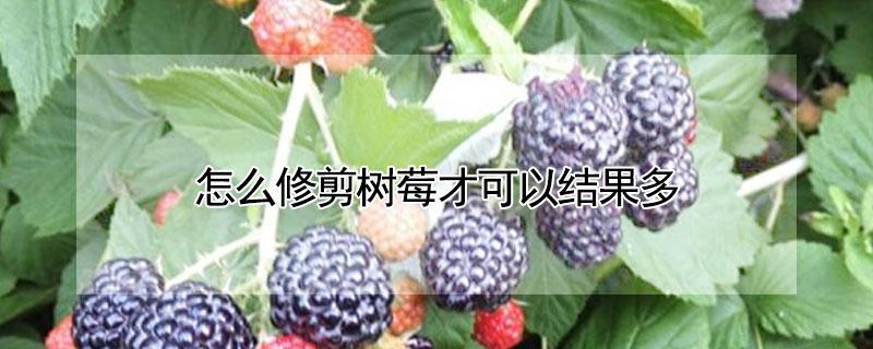 怎么修剪树莓才可以结果多（树莓如何修剪才能挂果）