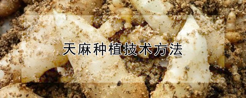 天麻种植技术方法（天麻种植技术方法视频）