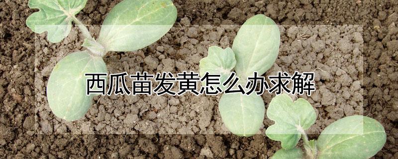 西瓜苗发黄怎么办求解（西瓜苗发黄什么原因）