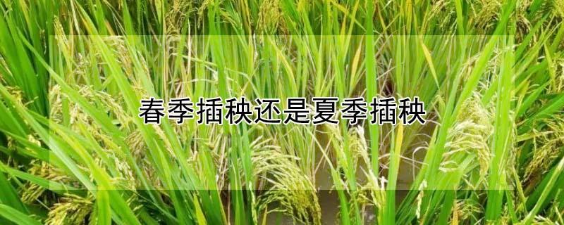 春季插秧还是夏季插秧（春季插秧吗）