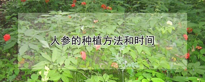 人参的种植方法和时间 人参的种植方法和时间图片