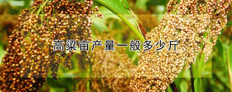 高粱亩产量一般多少斤 高粱亩产量一般多少斤和每斤价格