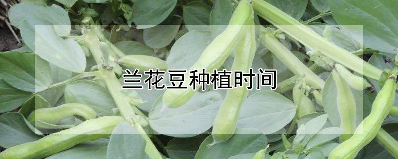 兰花豆种植时间（兰花豆几月份才能种）