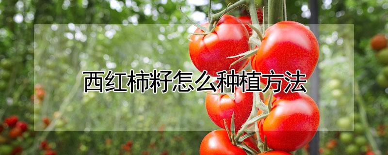 西红柿籽怎么种植方法（西红柿籽怎么种植方法视频）