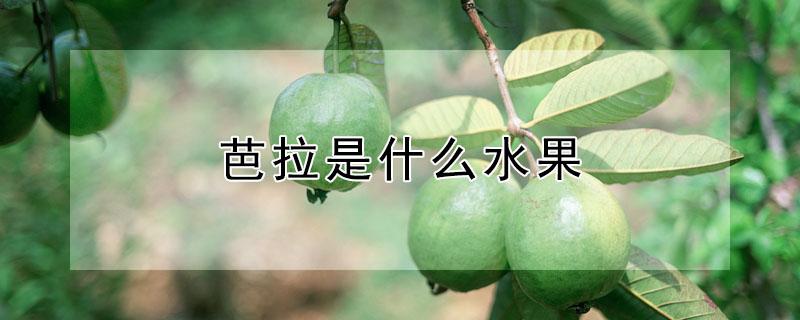 芭拉是什么水果 芭芭拉水果