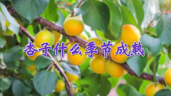 杏子什么季节成熟（杏子什么季节成熟采摘）