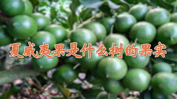 夏威夷果是什么树的果实（夏威夷果是什么树的果实 新闻）