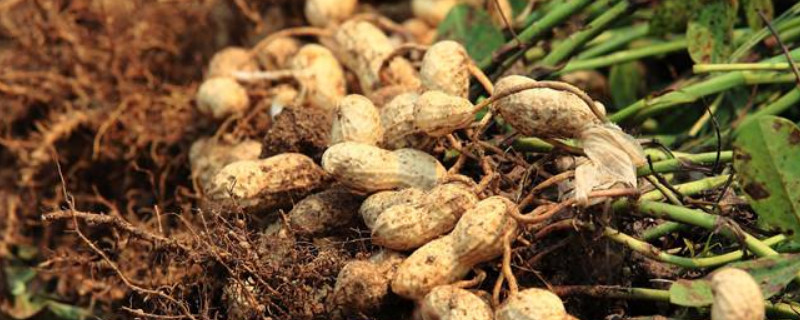 花生适合什么温度种植（花生适合什么温度种植最好）