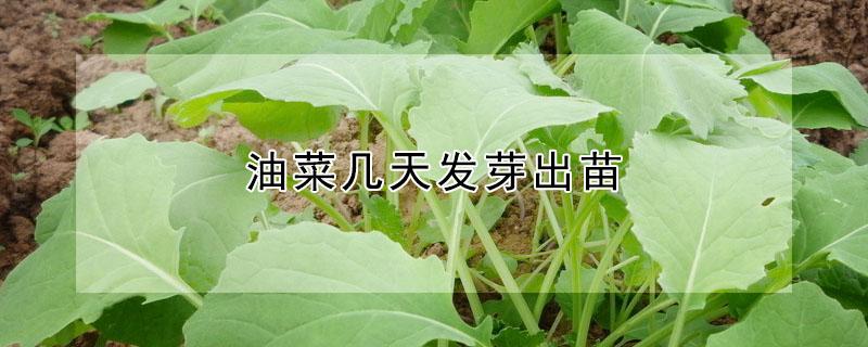 油菜几天发芽出苗 油菜几天发芽出苗子