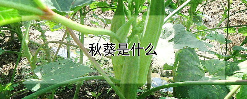 秋葵是什么（秋葵是什么植物）