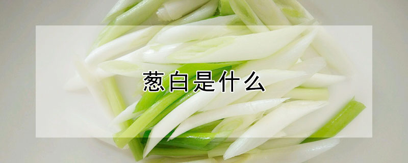 葱白是什么 中医说的葱白是什么