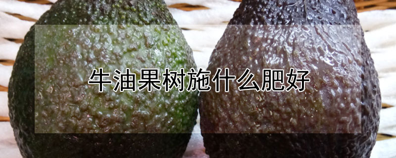 牛油果树施什么肥好（牛油果要施什么肥）