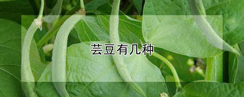 芸豆有几种（芸豆有几种颜色）