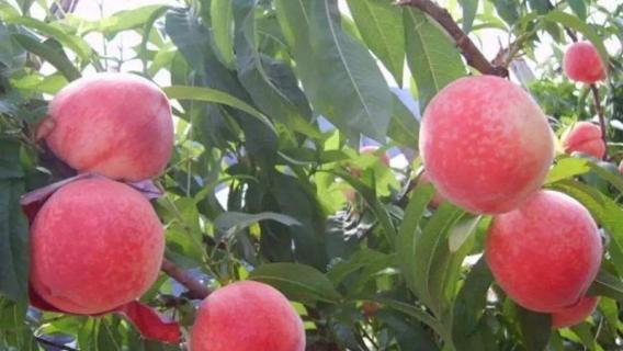 水蜜桃几月份成熟