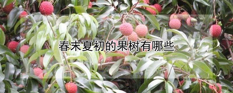 春末夏初的果树有哪些 初夏结果的果树