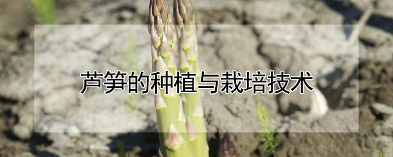 芦笋的种植与栽培技术（芦笋的种植与栽培技术芦）