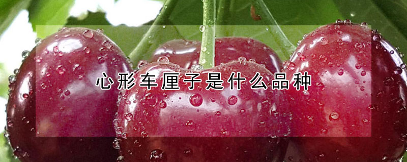 心形车厘子是什么品种（车厘子是心形的吗）