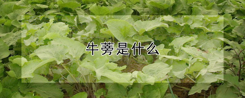 牛蒡是什么（牛蒡是什么内脏）