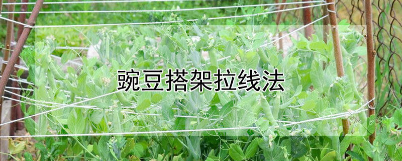 豌豆搭架拉线法（豌豆搭架子怎么搭）
