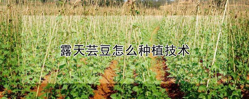 露天芸豆怎么种植技术 露天芸豆种植技术与管理