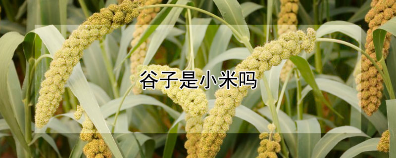 谷子是小米吗（谷子和小米的区别）