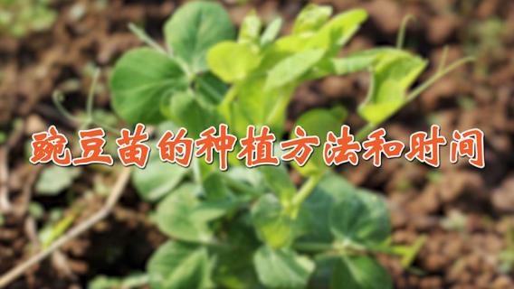 豌豆苗的种植方法和时间（家种豌豆苗的种植方法和时间）