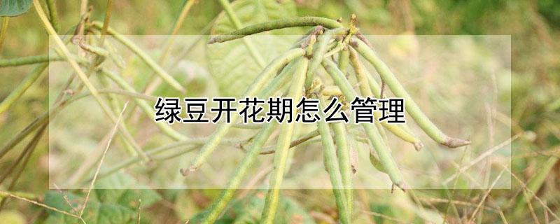 绿豆开花期怎么管理 绿豆开花生长全过程