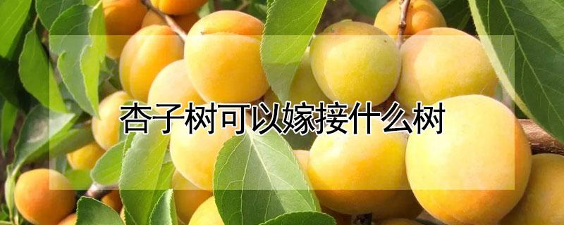 杏子树可以嫁接什么树（杏子树可以嫁接什么树图片）