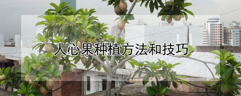 人心果种植方法和技巧（人心果种植方法和技巧视频）