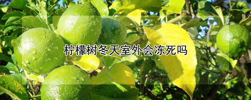 柠檬树冬天室外会冻死吗 柠檬树冬天室外会冻死吗为什么