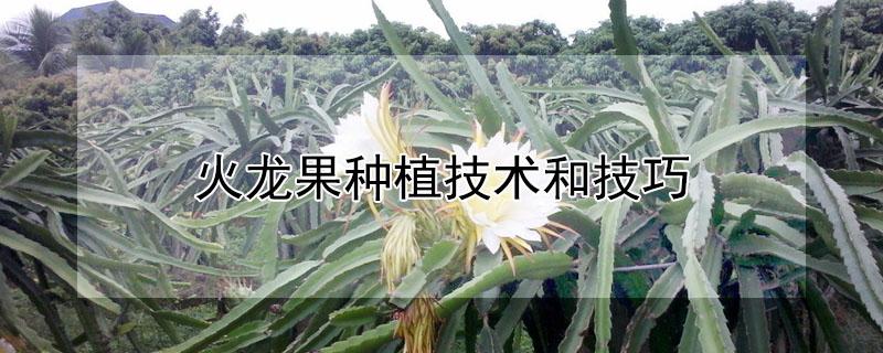 火龙果种植技术和技巧 火龙果种植小技巧