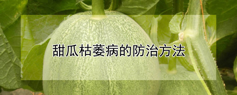 甜瓜枯萎病的防治方法（甜瓜枯萎病的防治方法视频）
