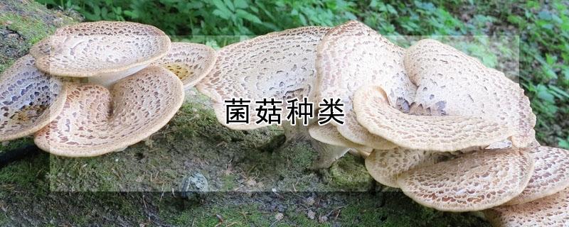 菌菇种类 菌菇种类图片大全大图