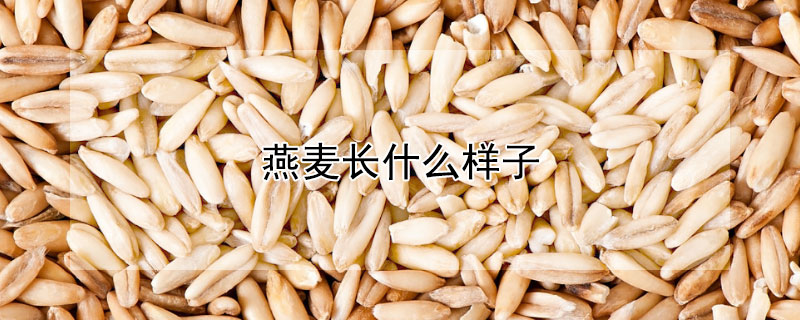 燕麦长什么样子（燕麦长什么样子的）