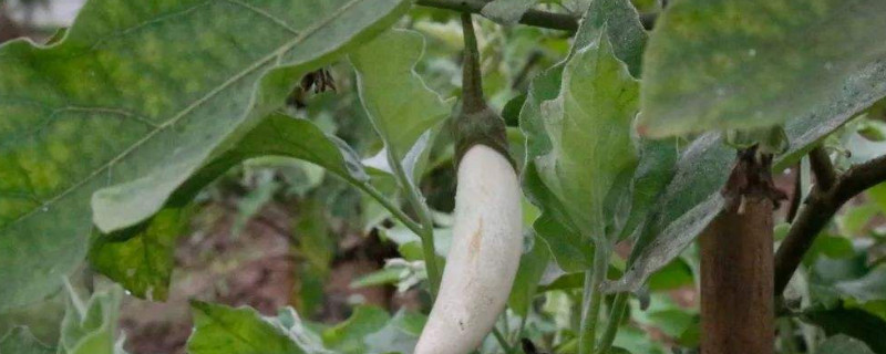 茄子怎么修剪（茄子怎么修剪枝叶）