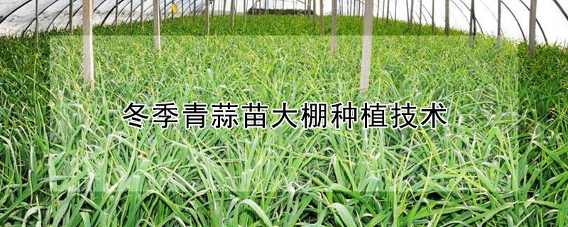 冬季青蒜苗大棚种植技术（冬季青蒜苗大棚种植技术与管理）