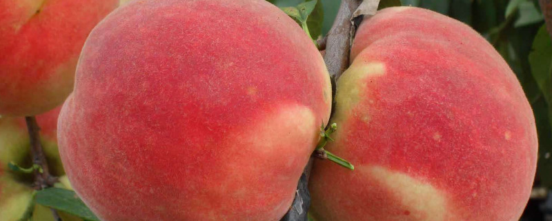 桃树苗怎么种植才易活（桃树苗的栽种方法）