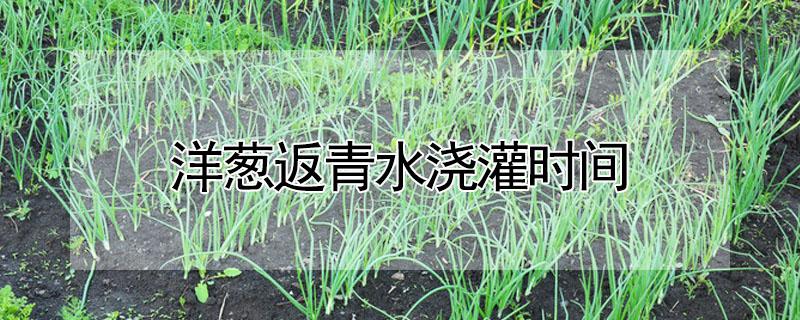 洋葱返青水浇灌时间（洋葱返青水浇灌时间）